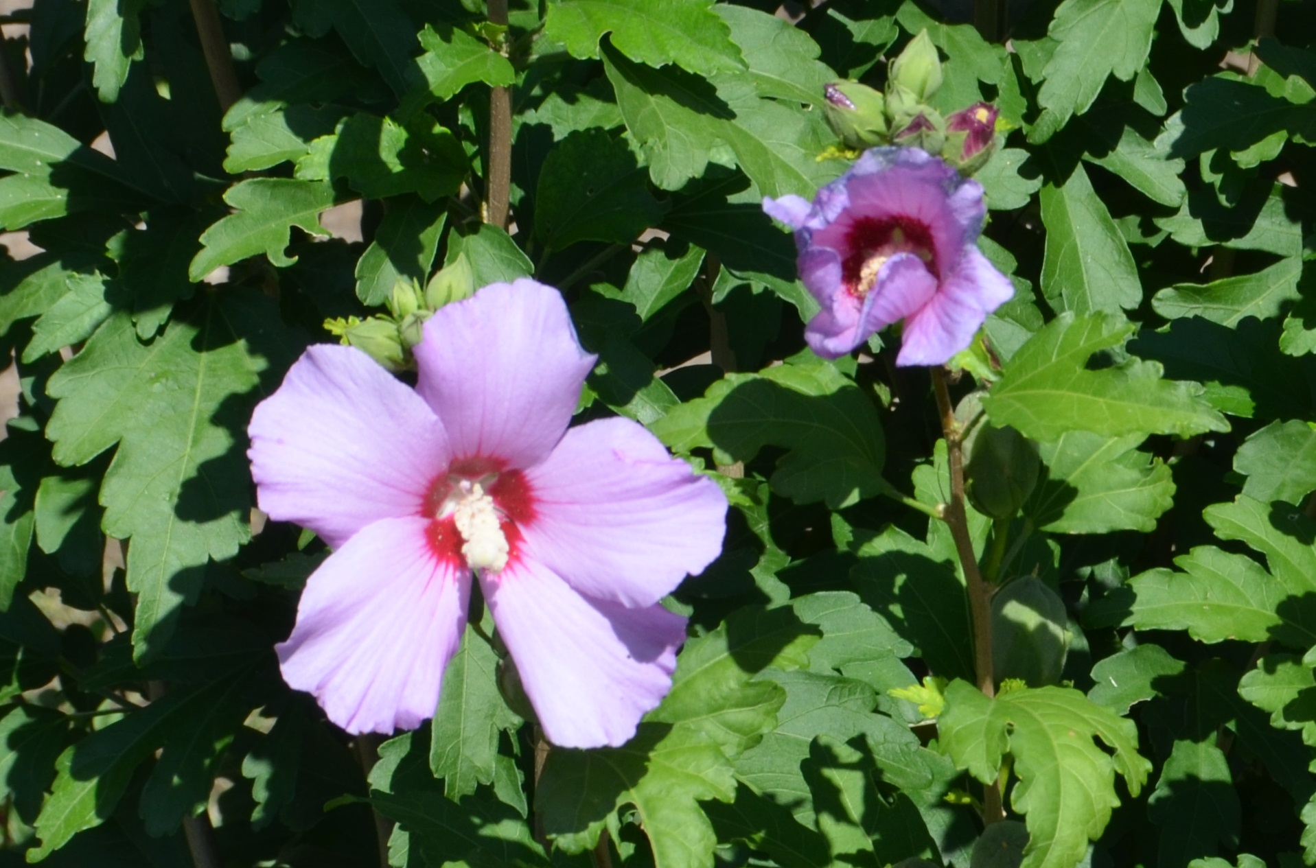 No s'ha trobat l'arxiu